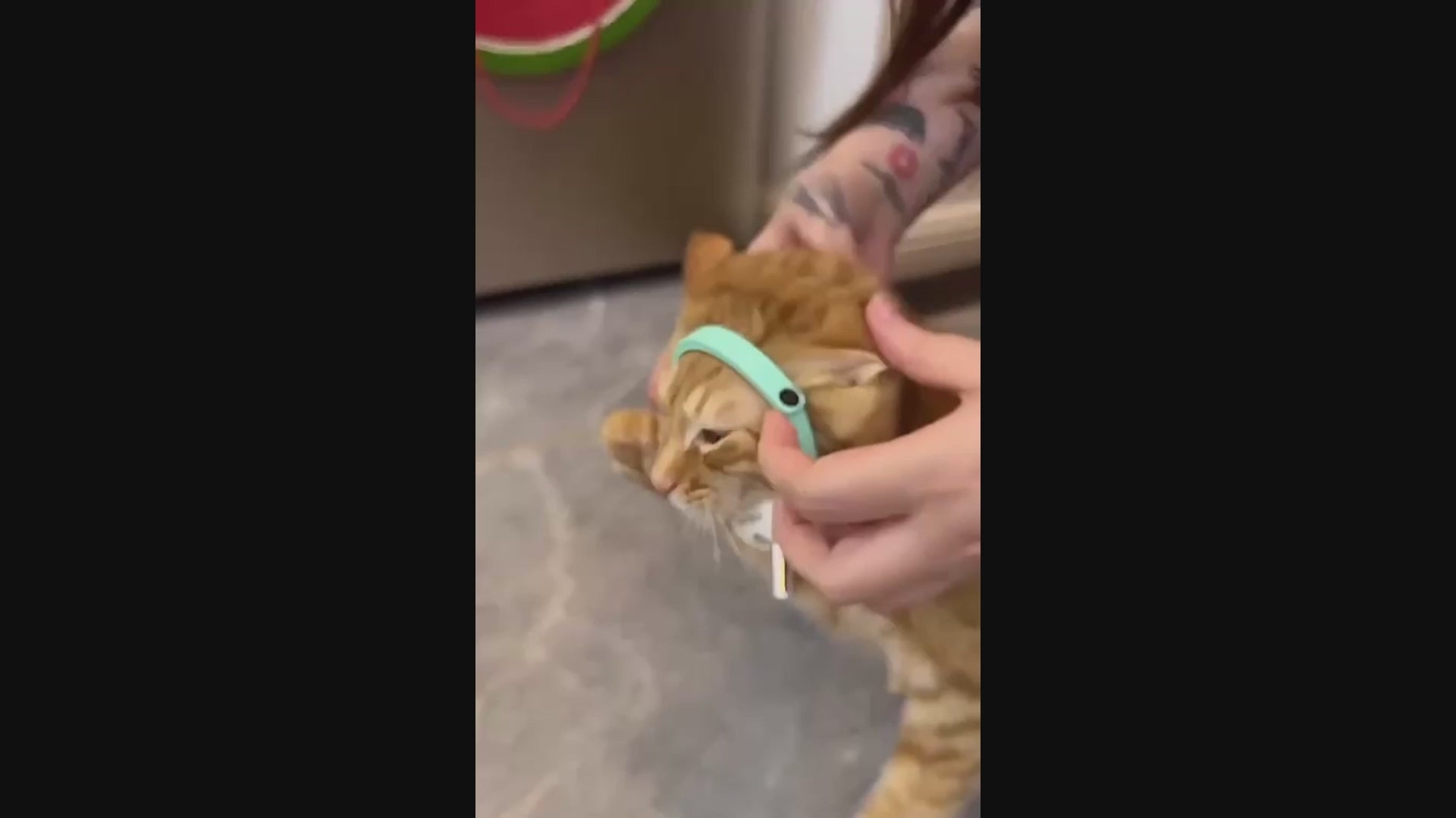 Collar de gato con láser